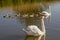 Family of swans.