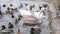 A family of swans with adult Chicks feed on a frozen lake at the pier. Wintering of migratory birds in the city pond.