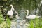 the family of swans - as a symbol of love  fidelity and care. pair of swans with little swan chicks