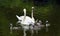 Family of swans birds on pond