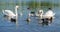 Family of swans with chicks and wild ducks