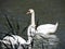 Family swans with cute chicks in the water of  sea  in  Kotka, Finland