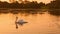 Family of swans floating on the morning sunrise