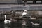 Family of Swans with four young signets in an old dock on a summer day