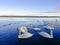 Family of swans on a fragile ice. White swans in december. Blue cold water and blue winter sky.