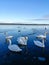 Family of swans on a fragile ice. White swans in december. Dark blue water in a lake somewhere in Latvia.