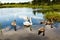 Family of swans on lake