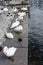 Family of swans at lake shore on stone concrete, multiple animals