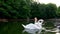 Family of swans on a lake swim and dip in the water. Swan lowers his head into the water, the bird dives for fish