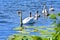 A family of swans on the river.