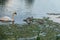 Family of swans with small chicks swims on the pond and looks for food