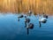 Family of swans swim in lake