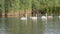 Family of swans swim in the mincio park in Mantua
