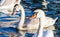 Family of swans swimming on the lake. A group of beautiful swans swims in blue water. Family love and friendship of animals