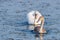 A family of swans swimming in the lake where one adult is the White Swan of parents. One large but still in the gray plumage of