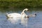 Family of swans on the wetland