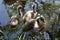 A family of swans with youngsters