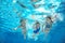 Family swim in pool or sea underwater, mother and children have fun in water