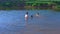 Family in swimsuits in river swimming and bathing in water at Summer warm day.
