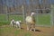 Family of tame sheep baaing at the camera.