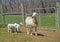 Family of tame sheep looking at the camera.