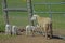 Family of tame sheep trying to get through the gate.