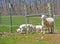 Family of tame sheep trying to get through the gate.