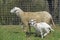 Family of tame sheep trying to get through the gate.