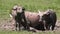 Family of Thai water buffalo bathing in mud