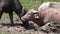 Family of Thai water buffalo bathing in mud