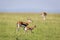 A family of Thomson gazelles in the savannah of Kenya