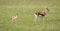 A family of Thomson gazelles in the savannah of Kenya