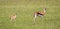 A family of Thomson gazelles in the savannah of Kenya