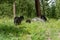 Family of three black bears mama with two babies in a field of wildflowers in Yellowstone National Park