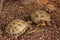 Family of three Central Asian tortoises