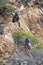 Family of three Chacma baboons looking out of shot to the right, a male and female, the latter clutching a small baby crouch on a