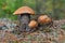 A family of three cute red-capped scaber stalks Leccinum aurantiacum in the pine needles close up. Fungi, mushroom in the summer