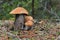 A family of three cute red-capped scaber stalks Leccinum aurantiacum in the pine needles close up. Fungi, mushroom in the summer