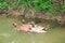 Family three ducks floating  on the river ,  animal nature background