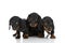 Family of three little teckel dachshund dogs being shy and looking around