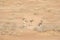 Family of three mountain gazelles in desert.