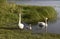 Family of three white swans. Natural landscape of Belarus, Russia and Baltic. Wild nature.