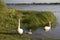 Family of three white swans. Natural landscape of Belarus, Russia and Baltic. Wild nature.
