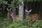 Family of Three Whitetail Deer