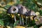 A family of toadstools in the woods, sun spots, the fall season for mushroom pickers.