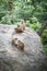 Family of toque macaque monkeys in natural habitat in Sri Lanka