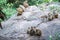 Family of toque macaque monkeys in natural habitat in Sri Lanka