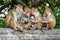 Family Toque macaques in nature. Mothers monkey breastfeeding her baby