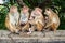 Family Toque macaques in nature. Mothers monkey breastfeeding her baby. Sri Lanka