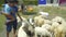 Family Tourists have fun feeding sheep with milk